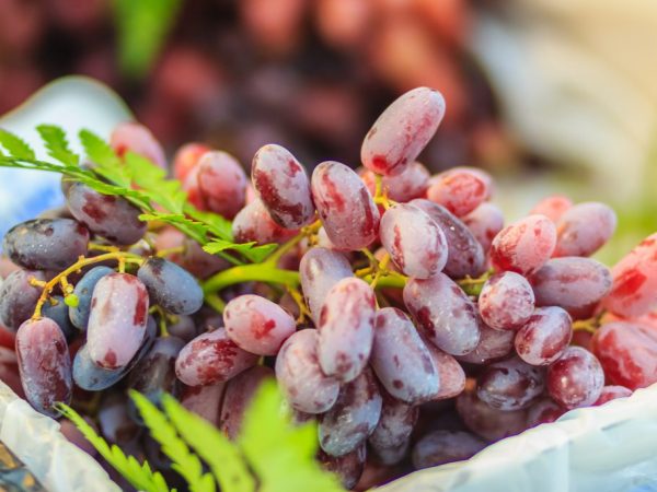 Paglalarawan ng Taldun grapes