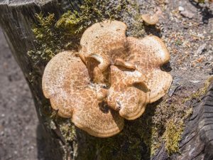 Description du champignon squameux de l'amadou