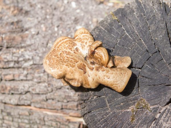 Ang fungus ay maaaring maging sanhi ng mga alerdyi