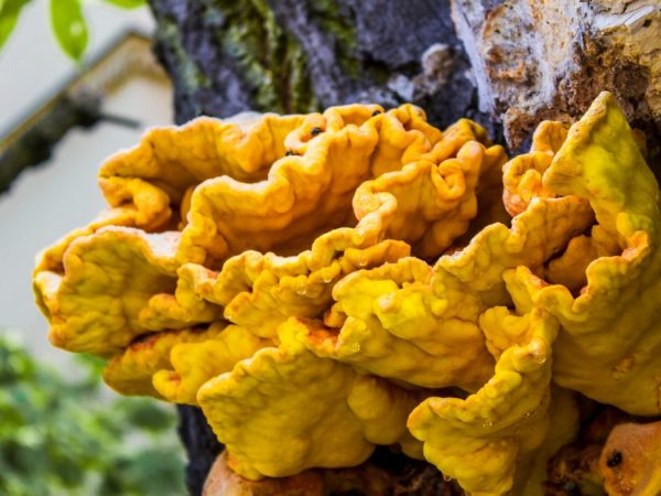 Paglalarawan ng fungus na sulfur-yellow fungus tinder fungus