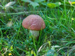 Types de champignons dans la région de Kaluga