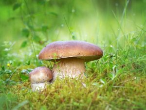 Champignons dans la région de Vologda