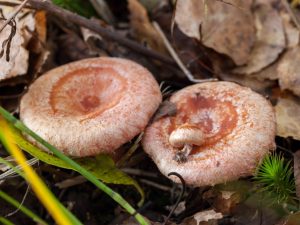 Rose champignon comestible sous condition