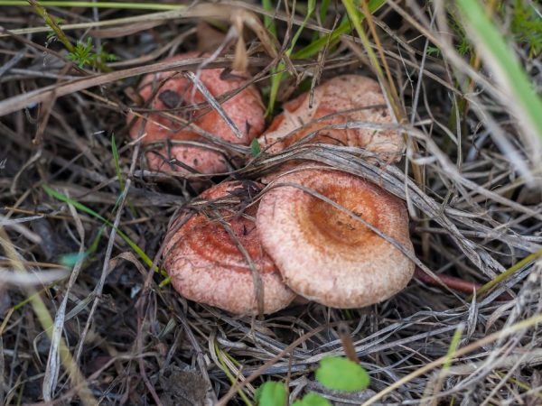 Ang fungus ay may positibong epekto sa paningin