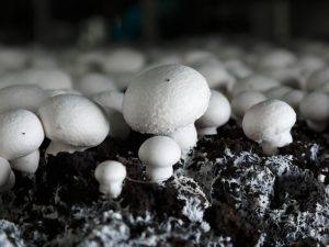 Paglilinang ng bahay ng mga champignon