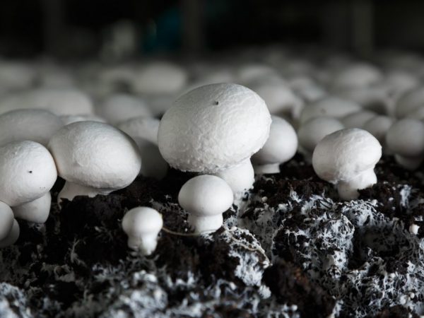 Paglilinang ng bahay ng mga champignon