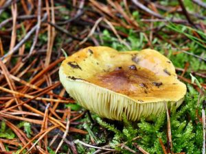 Description du champignon vert