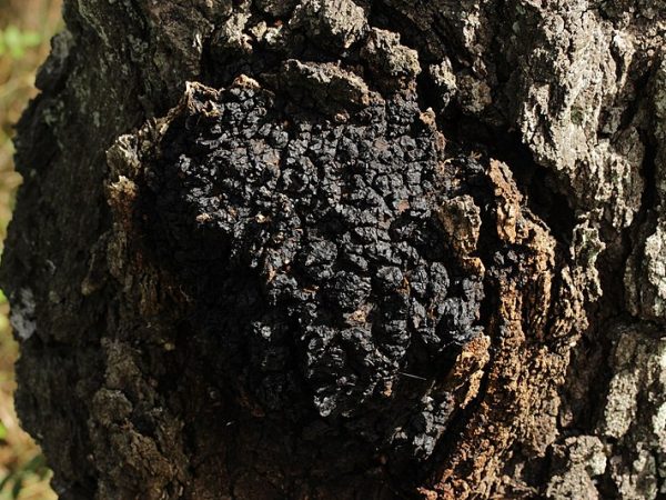 Paglalarawan ng chaga mushroom