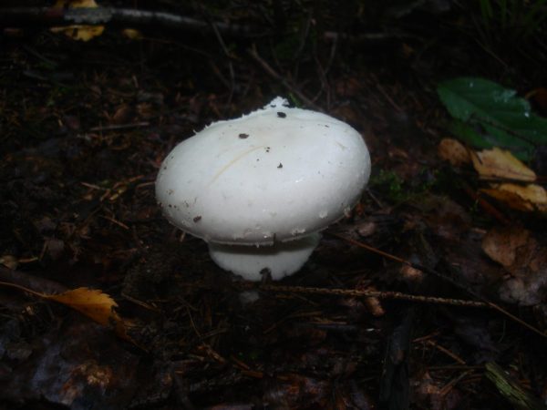 Paglalarawan ng puting toadstool