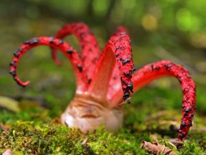 Est-il possible de manger le champignon Devil's Fingers