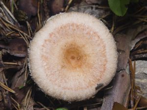 Description de la vague blanche aux champignons