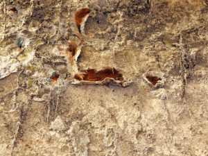 Combattre la maison aux champignons