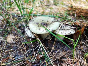 Doubles du champignon Zelenushka