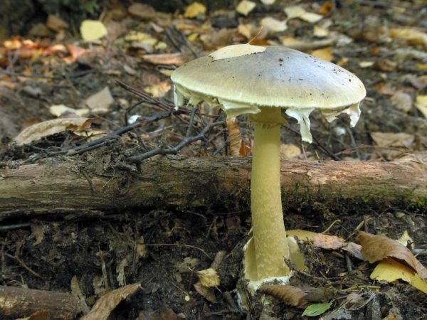 Mushrooms can cause severe poisoning