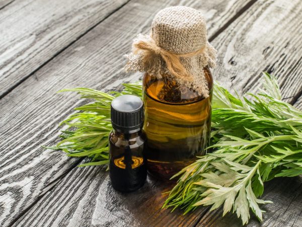 Properties and uses of essential oils of wormwood