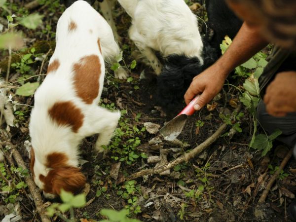 A gomba segít megtalálni a speciálisan kiképzett kutyákat