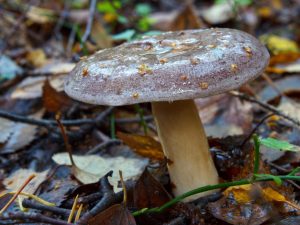 Champignon Gladysh comestible sous condition