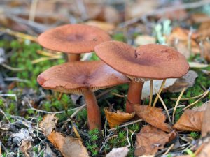 Caractéristiques du champignon amer