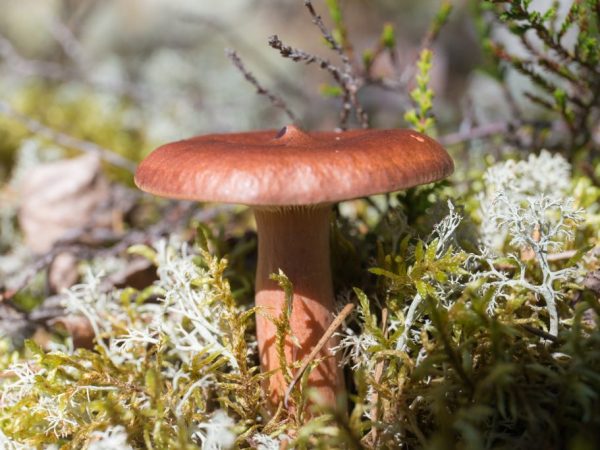 Ang mga mapait na kabute (lactarius rufus) ay kabilang sa pamilyang russula, ang genus na Lacticella