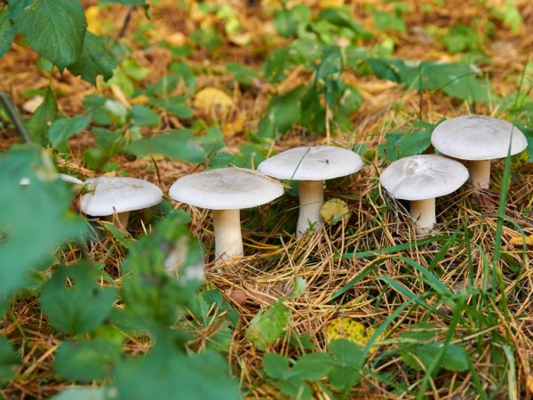 Ang Mushroom ay Nagpapabuti ng Pagtunaw