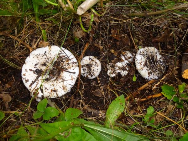 Kailangan mong maghanap ng mga kabute ng gatas sa mga kagubatang pustura o sa tabi ng mga aspens