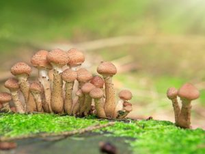 Quand la récolte d'agaric au miel commence