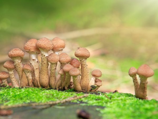 When the honey agaric gathering begins