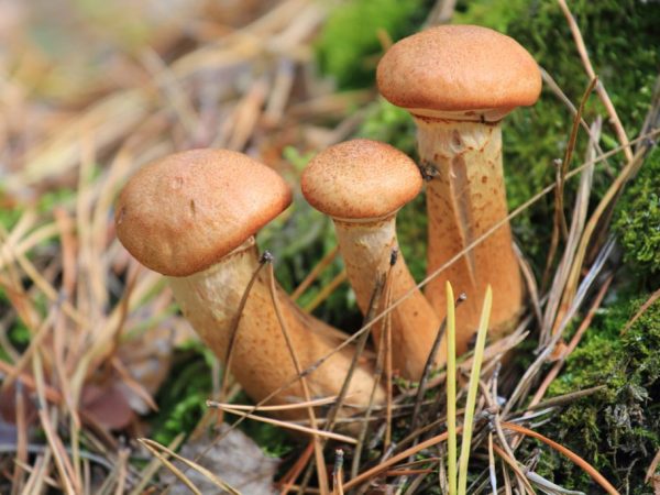 There can be three layers of honey agarics per season.