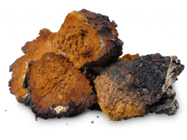 Application de teintures et décoctions de champignon chaga