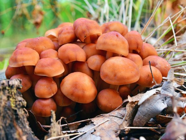 Ang fungus ay lumalaki sa mga kolonya