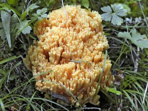 Caractéristiques du champignon corail