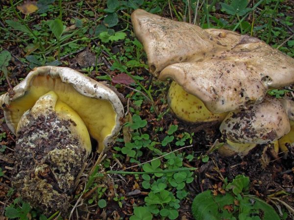 Paglalarawan ng rooting boletus