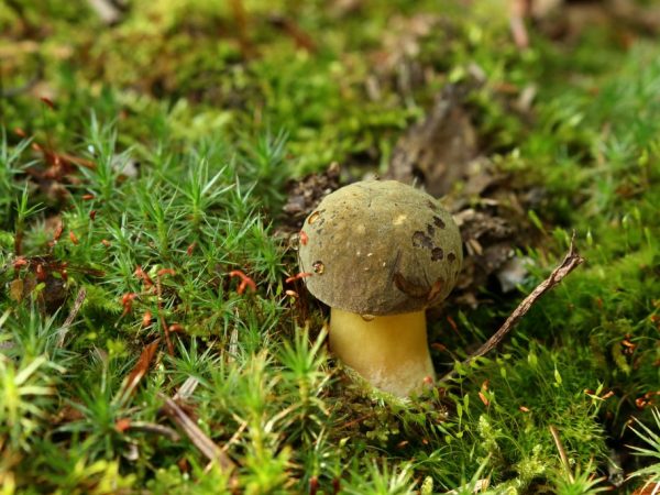 Madaling makahanap ng Boletus sa parehong koniperus at nangungulag na kagubatan.