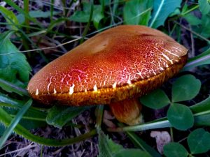 Description du champignon de chèvre