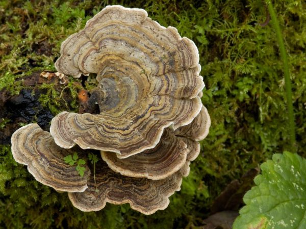 Ang Polypore ay may mga katangian ng antiseptiko