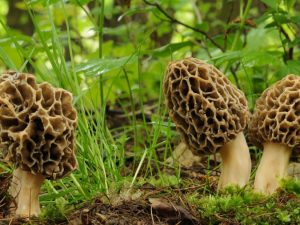 Types de champignons médicinaux