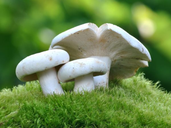 Types of false milk mushrooms