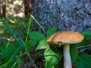 Paglalarawan ng maling boletus