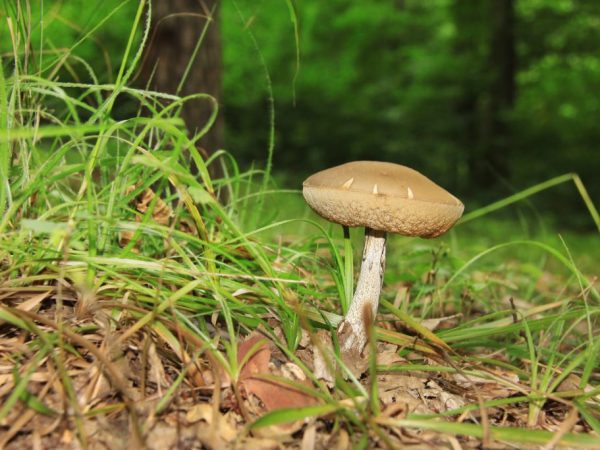 Le faux champignon ressemble à un morceau