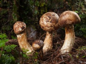 Description des champignons Matsutake