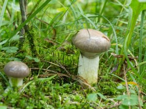 Description du champignon mokruha