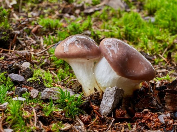 Mukhang isang russula si Mokruha