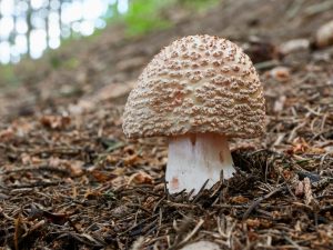 Mga tampok ng Amanita grey-pink