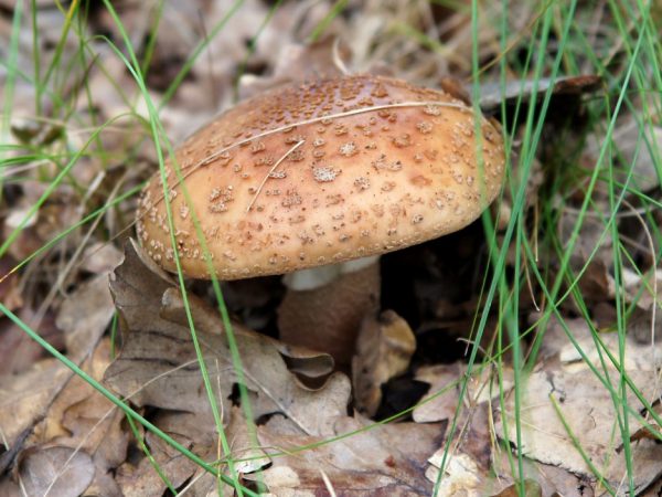 Ang fungus ay lumalaki sa iba't ibang uri ng lupa