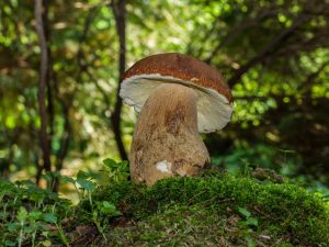 Champignons dans le nord de la région de Moscou