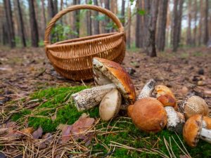 Champignons à l'est et à l'ouest de la région de Moscou