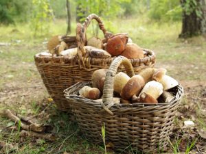 Champignons dans le sud de la région de Moscou