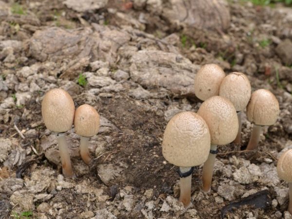 L'utilisation de champignons de bousier dans le traitement de l'alcoolisme