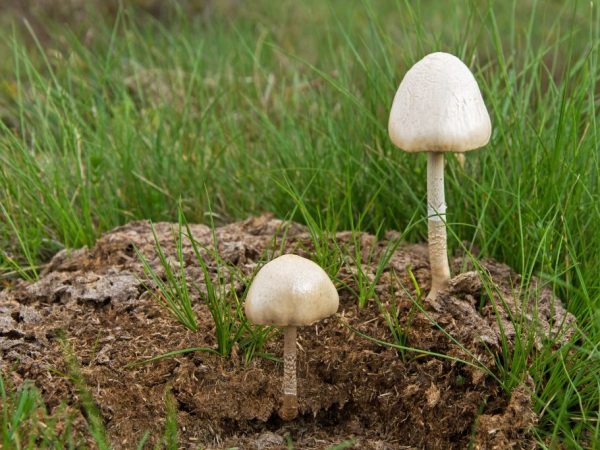 Le champignon provoquera une intolérance à l'alcool