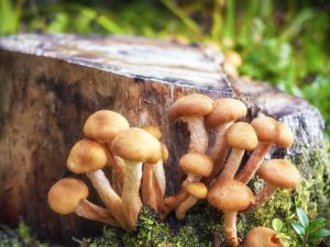 Champignons Champignons au miel dans la région de Leningrad